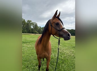 Vollblutaraber, Stute, 6 Jahre, 141 cm, Brauner