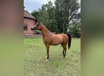 Vollblutaraber, Stute, 6 Jahre, 141 cm, Brauner