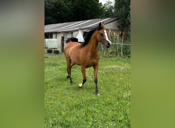 Vollblutaraber, Stute, 6 Jahre, 141 cm, Brauner