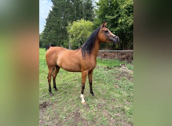 Vollblutaraber, Stute, 6 Jahre, 141 cm, Brauner