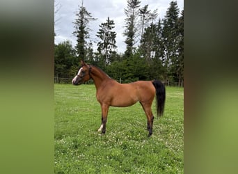 Vollblutaraber, Stute, 6 Jahre, 141 cm, Brauner