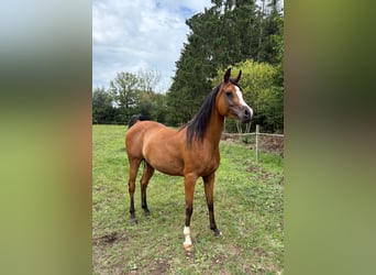 Vollblutaraber, Stute, 6 Jahre, 141 cm, Brauner