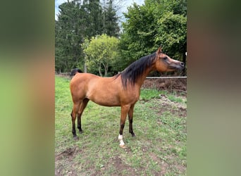 Vollblutaraber, Stute, 6 Jahre, 141 cm, Brauner