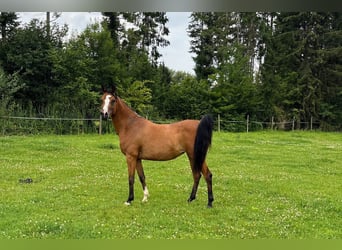 Vollblutaraber, Stute, 6 Jahre, 141 cm, Brauner