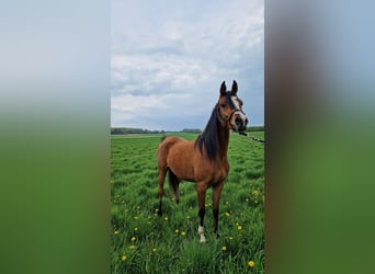 Vollblutaraber, Stute, 6 Jahre, 141 cm, Brauner