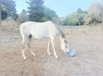 Vollblutaraber, Stute, 6 Jahre, 148 cm, Schimmel
