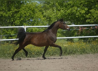 Vollblutaraber, Stute, 6 Jahre, 150 cm, Dunkelbrauner