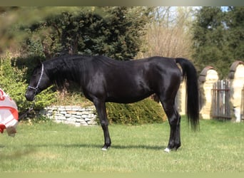 Vollblutaraber, Stute, 6 Jahre, 150 cm, Rappe