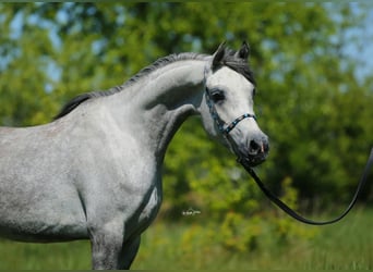 Vollblutaraber, Stute, 6 Jahre, 151 cm, Schimmel