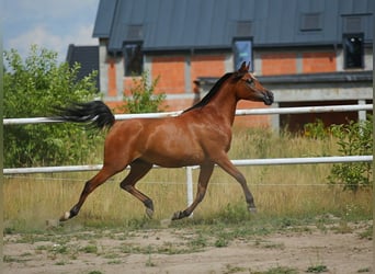 Vollblutaraber, Stute, 6 Jahre, 152 cm, Brauner