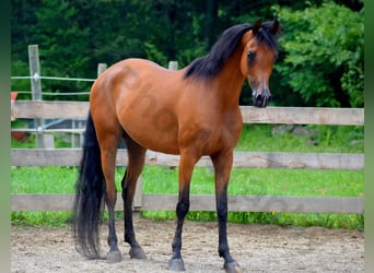 Vollblutaraber, Stute, 6 Jahre, 152 cm, Rotbrauner