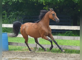 Vollblutaraber, Stute, 6 Jahre, 152 cm, Rotbrauner