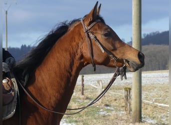 Vollblutaraber, Stute, 6 Jahre, 154 cm, Brauner