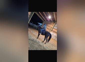 Vollblutaraber, Stute, 6 Jahre, 154 cm, Rappe