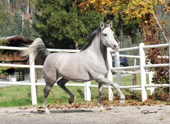 Vollblutaraber, Stute, 6 Jahre, 155 cm, Fliegenschimmel