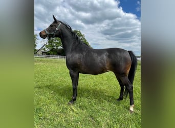 Vollblutaraber, Stute, 6 Jahre, 155 cm, Rappe