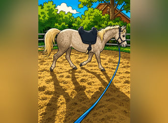 Vollblutaraber, Stute, 6 Jahre, 155 cm, Schimmel