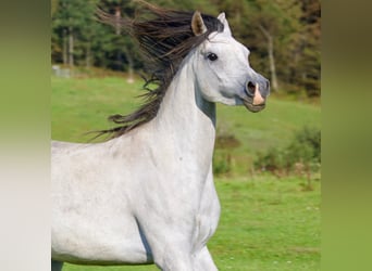Vollblutaraber, Stute, 6 Jahre, 155 cm, Schimmel