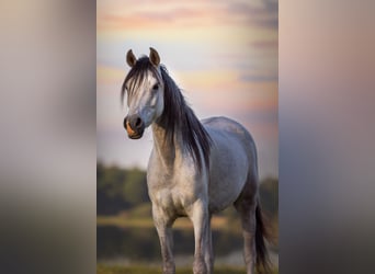 Vollblutaraber, Stute, 6 Jahre, 155 cm, Schimmel