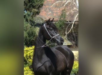 Vollblutaraber, Stute, 6 Jahre, 156 cm, Rappe