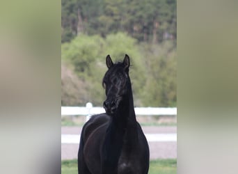 Vollblutaraber, Stute, 6 Jahre, 156 cm, Rappe