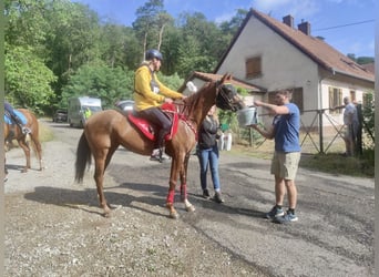 Vollblutaraber, Stute, 6 Jahre, 157 cm, Dunkelfuchs