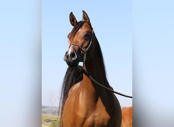 Vollblutaraber, Stute, 6 Jahre, Brauner