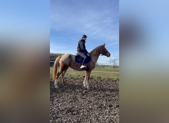 Vollblutaraber Mix, Stute, 7 Jahre, 147 cm, Rotschimmel