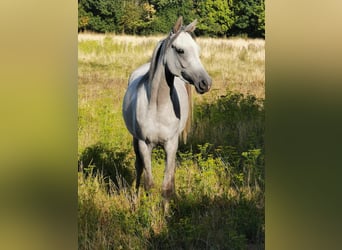 Vollblutaraber, Stute, 7 Jahre, 150 cm, Schimmel
