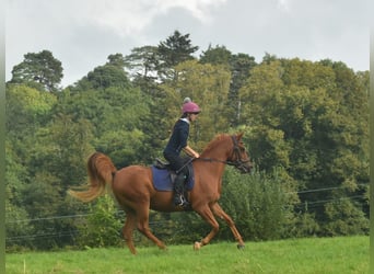 Vollblutaraber, Stute, 7 Jahre, 152 cm, Dunkelfuchs