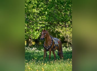 Vollblutaraber, Stute, 7 Jahre, 152 cm, Dunkelfuchs