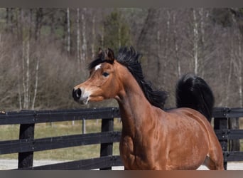 Vollblutaraber, Stute, 7 Jahre, 153 cm, Brauner