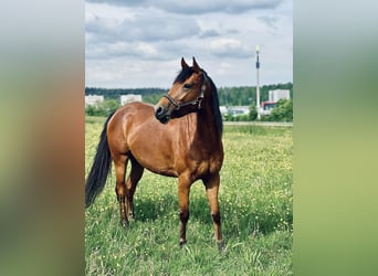 Vollblutaraber, Stute, 7 Jahre, 153 cm, Dunkelbrauner