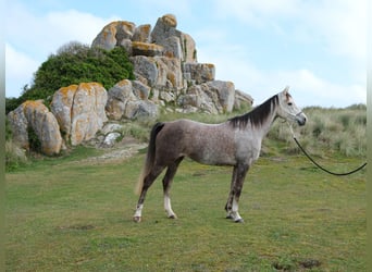 Vollblutaraber, Stute, 7 Jahre, 153 cm, Schimmel