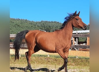 Vollblutaraber, Stute, 7 Jahre, 154 cm, Brauner