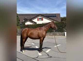Vollblutaraber, Stute, 7 Jahre, 155 cm, Brauner