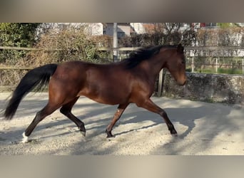 Vollblutaraber, Stute, 7 Jahre, 155 cm, Brauner