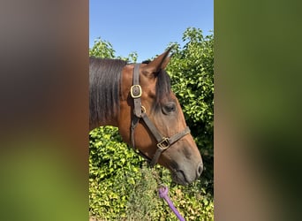 Vollblutaraber, Stute, 7 Jahre, 155 cm, Brauner