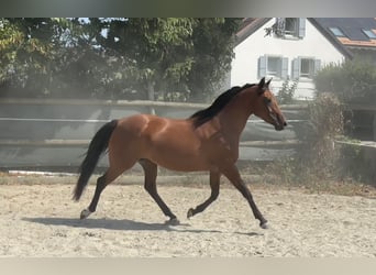 Vollblutaraber, Stute, 7 Jahre, 155 cm, Brauner