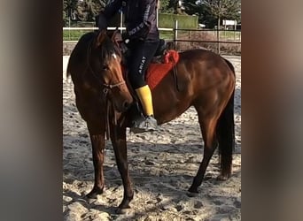 Vollblutaraber, Stute, 7 Jahre, 155 cm, Brauner