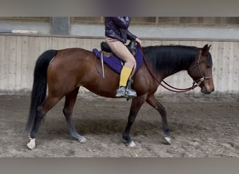 Vollblutaraber, Stute, 7 Jahre, 155 cm, Brauner