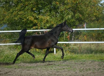 Vollblutaraber, Stute, 7 Jahre, 155 cm, Brauner