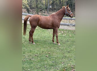 Vollblutaraber, Stute, 7 Jahre, 155 cm, Dunkelfuchs