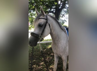 Vollblutaraber, Stute, 7 Jahre, 155 cm, Schimmel