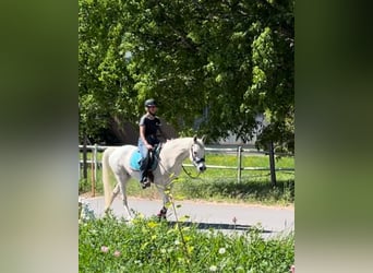 Vollblutaraber, Stute, 7 Jahre, 155 cm, Schimmel