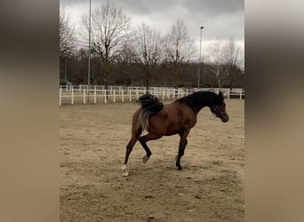 Vollblutaraber, Stute, 7 Jahre, Brauner