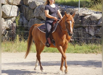 Vollblutaraber, Stute, 7 Jahre, Fuchs