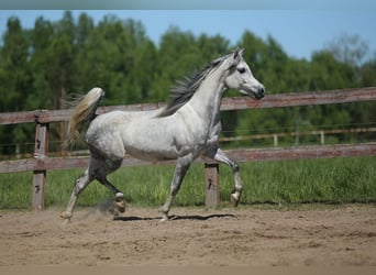 Vollblutaraber, Stute, 7 Jahre, Schimmel