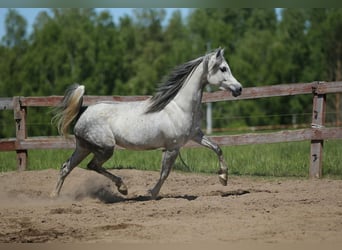 Vollblutaraber, Stute, 7 Jahre, Schimmel