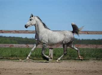 Vollblutaraber, Stute, 7 Jahre, Schimmel